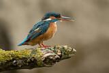Image. Eisvogel
