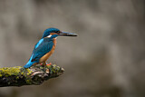 Image. Eisvogel