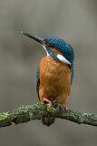 Image. Eisvogel