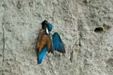 Image. Eisvogel