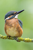 Image. Eisvogel