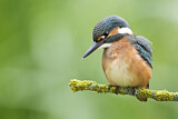 Image. Eisvogel