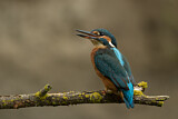 Image. Eisvogel