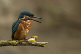 Image. Eisvogel