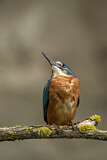 Image. Eisvogel