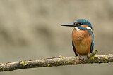 Image. Eisvogel