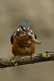 Image. Eisvogel