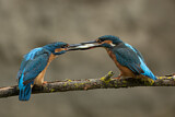 Image. Eisvogel