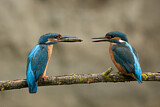Image. Eisvogel