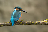 Image. Eisvogel