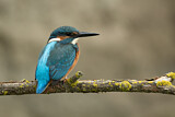 Image. Eisvogel