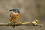 Image. Eisvogel