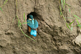 Image. Eisvogel
