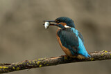 Image. Eisvogel