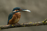Image. Eisvogel