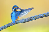 Image. Eisvogel