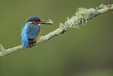 Image. Eisvogel