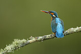 Image. Eisvogel
