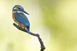 Image. Eisvogel