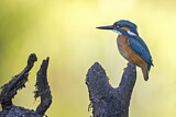 Image. Eisvogel