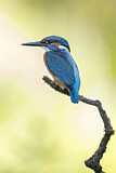Image. Eisvogel