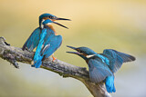 Image. Eisvogel