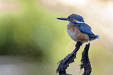 Image. Eisvogel