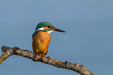 Image. Eisvogel