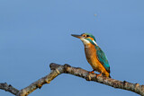 Image. Eisvogel