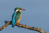 Image. Eisvogel