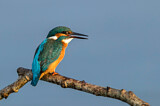 Image. Eisvogel