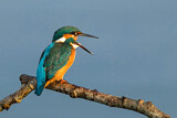 Image. Eisvogel