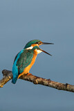 Image. Eisvogel