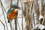 Image. Eisvogel