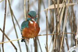 Image. Eisvogel