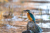 Image. Eisvogel