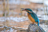 Image. Eisvogel