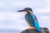 Image. Eisvogel