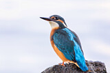 Image. Eisvogel
