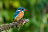 Image. Eisvogel