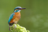 Image. Eisvogel