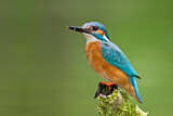 Image. Eisvogel