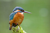 Image. Eisvogel