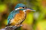 Image. Eisvogel