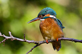 Image. Eisvogel