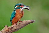 Image. Eisvogel