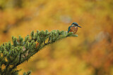 Image. Eisvogel