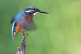 Image. Eisvogel