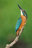 Image. Eisvogel