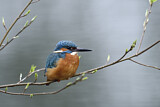 Image. Eisvogel